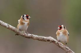 Attēlu rezultāti vaicājumam “Carduelis carduelis”