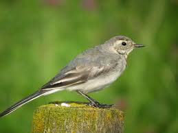 Attēlu rezultāti vaicājumam “Motacilla alba adult”