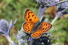 Attēlu rezultāti vaicājumam “Lycaena alciphron underside”