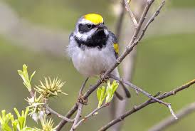 Image result for Vermivora chrysoptera