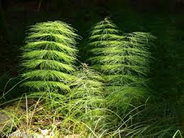 Attēlu rezultāti vaicājumam “Equisetum sylvaticum”