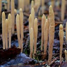 Attēlu rezultāti vaicājumam “Clavariadelphus ligula”