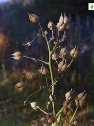 Attēlu rezultāti vaicājumam “Scrophularia nodosa fruit”
