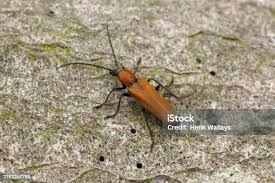 Attēlu rezultāti vaicājumam “Anogcodes melanurus”