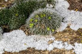 Attēlu rezultāti vaicājumam “Grimmia pulvinata sporophyte”