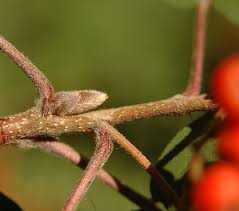 Attēlu rezultāti vaicājumam “Sorbus aucuparia bud”