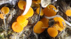 Attēlu rezultāti vaicājumam “Byssonectria fusispora”