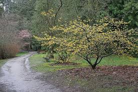 Attēlu rezultāti vaicājumam “Hamamelis mollis”