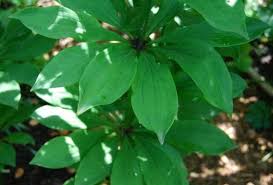 Attēlu rezultāti vaicājumam “Lilium martagon leaf”