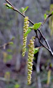 Attēlu rezultāti vaicājumam “Carpinus caroliniana male flower”