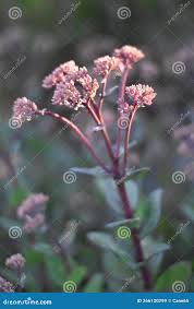 Attēlu rezultāti vaicājumam “Hylotelephium telephium bud”