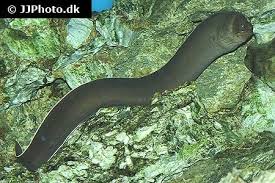 Image result for Muraena helena