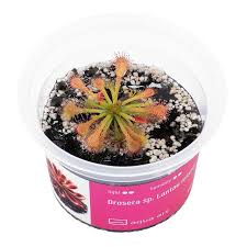 Image result for Drosera