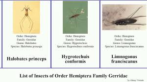 Attēlu rezultāti vaicājumam “Limnoporus rufoscutellatus”