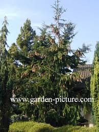 Attēlu rezultāti vaicājumam “Picea abies fo. virgata”