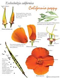 Attēlu rezultāti vaicājumam “Eschscholzia californica fruit”