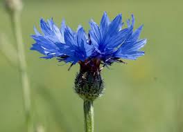 Attēlu rezultāti vaicājumam “Cyanus segetum”