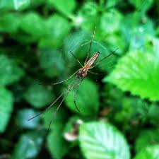 Attēlu rezultāti vaicājumam “Tetragnatha montana”