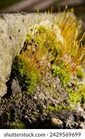 Attēlu rezultāti vaicājumam “Tortula truncata sporophyte”