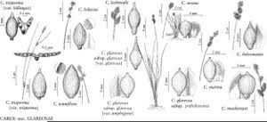 Attēlu rezultāti vaicājumam “Carex loliacea”