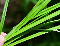 Attēlu rezultāti vaicājumam “Carex pilosa leaf”