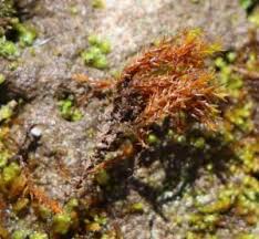 Attēlu rezultāti vaicājumam “Schistidium apocarpum macro”