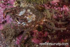 Image result for Hyas coarctatus