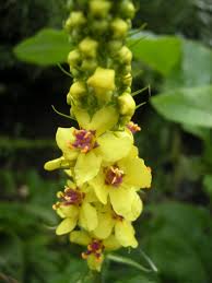 Attēlu rezultāti vaicājumam “Verbascum nigrum flower”
