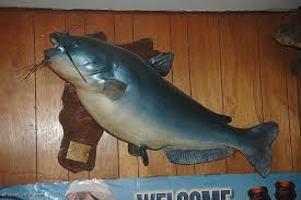 Image result for Ictalurus furcatus