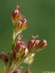 Attēlu rezultāti vaicājumam “Juncus gerardii bud”