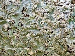 Attēlu rezultāti vaicājumam “Punctelia subrudecta”