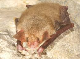 Attēlu rezultāti vaicājumam “Myotis daubentonii”