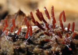 Attēlu rezultāti vaicājumam “Stemonitopsis typhina macro”