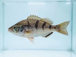 Image result for Morone americana