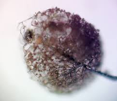 Attēlu rezultāti vaicājumam “Amaurochaete atra”