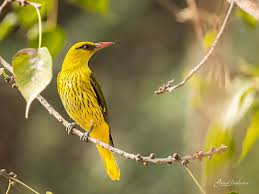 Attēlu rezultāti vaicājumam “Oriolus oriolus female”