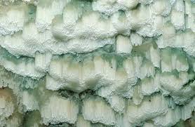 Attēlu rezultāti vaicājumam “Physisporinus vitreus”