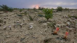 Attēlu rezultāti vaicājumam “Phleogena faginea sessile”