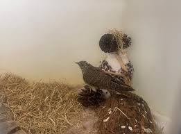 Image result for Cuckoos Pétanque Club