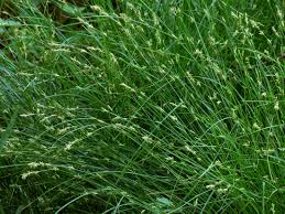 Attēlu rezultāti vaicājumam “Carex remota”