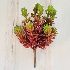 Attēlu rezultāti vaicājumam “Sedum album leaf”