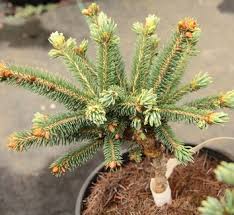 Attēlu rezultāti vaicājumam “Picea abies fo. virgata”