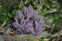 Attēlu rezultāti vaicājumam “Clavaria zollingeri”