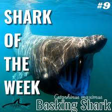 Image result for Cetorhinus maximus