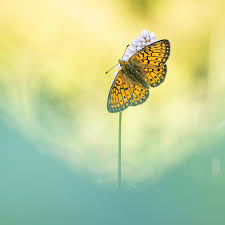 Attēlu rezultāti vaicājumam “Leucorrhinia pectoralis female”