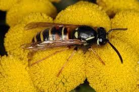 Attēlu rezultāti vaicājumam “Vespula rufa”