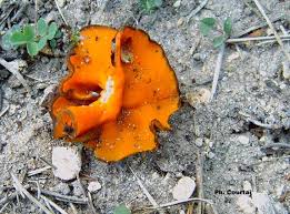 Attēlu rezultāti vaicājumam “Melastiza chateri”