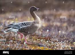 Attēlu rezultāti vaicājumam “Anser brachyrhynchus adult”