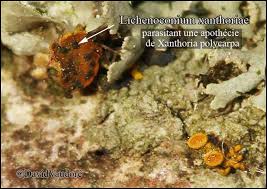 Attēlu rezultāti vaicājumam “Lichenoconium xanthoriae”