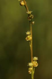 Attēlu rezultāti vaicājumam “Triglochin palustre”
